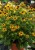 rudbeckia-little-goldstar_72924_2.jpg
