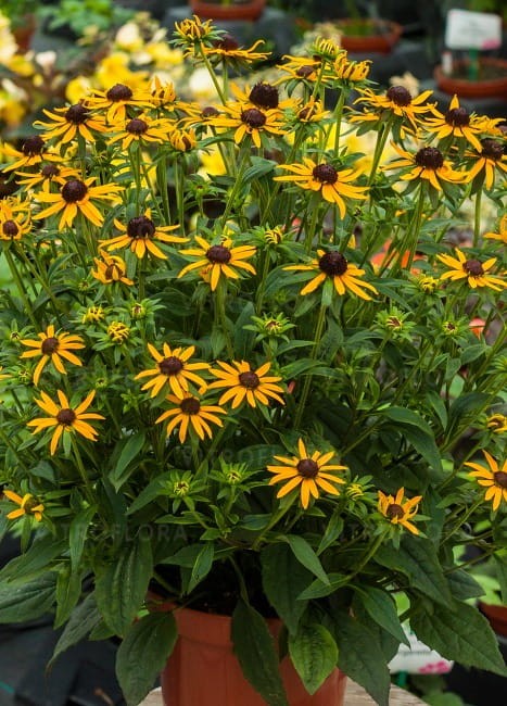 rudbeckia-little-goldstar_72924_2.jpg