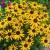 rudbeckia-little-goldstar_72924_1.jpg