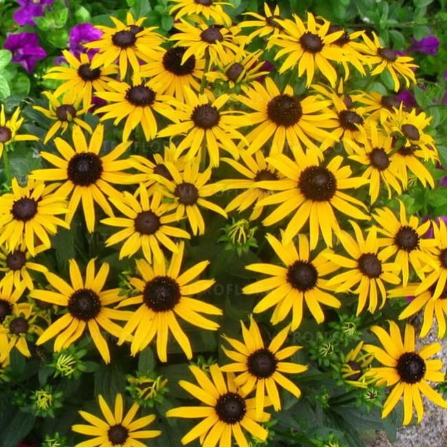 rudbeckia-little-goldstar_72924_1.jpg