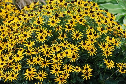 rudbeckia-little-goldstar_4.jpg