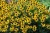 rudbeckia-little-goldstar_4.jpg