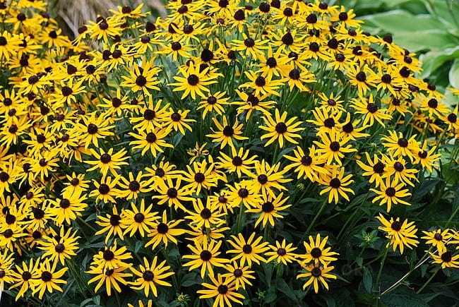 rudbeckia-little-goldstar_4.jpg