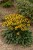 rudbeckia-little-goldstar_1.jpg