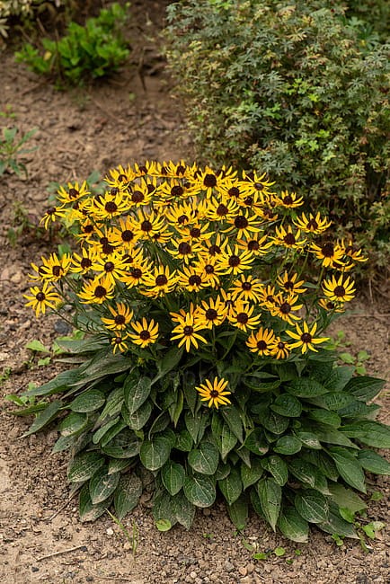 rudbeckia-little-goldstar_1.jpg