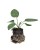 rudbeckia-little-goldstar_6.jpg