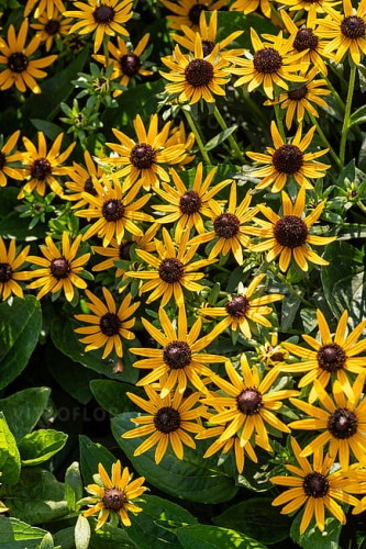 rudbeckia-sun-ka-ching_5.jpg