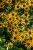 rudbeckia-sun-ka-ching_5.jpg