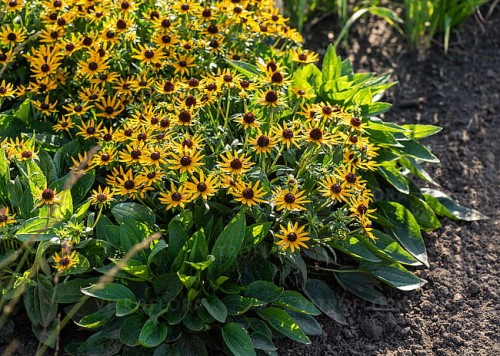 rudbeckia-sun-ka-ching_4.jpg
