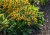 rudbeckia-sun-ka-ching_4.jpg