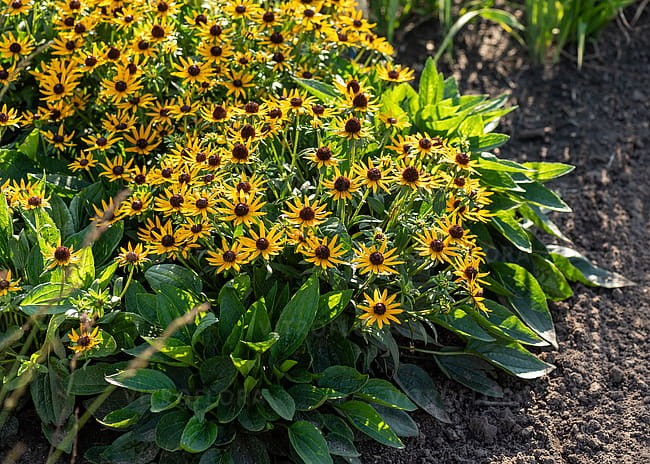 rudbeckia-sun-ka-ching_4.jpg