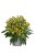 rudbeckia-sun-ka-ching_2.jpg