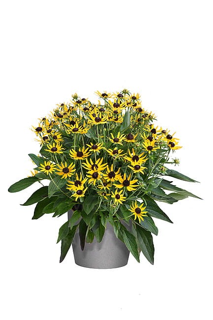 rudbeckia-sun-ka-ching_2.jpg