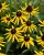 rudbeckia-sun-ka-ching_1.jpg