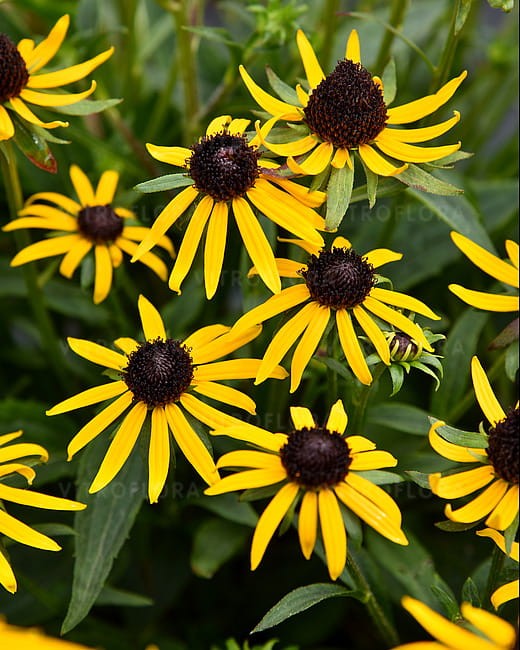 rudbeckia-sun-ka-ching_1.jpg