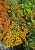 rudbeckia-sun-ka-ching_3.jpg