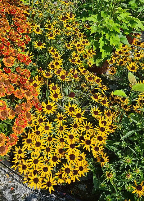 rudbeckia-sun-ka-ching_3.jpg