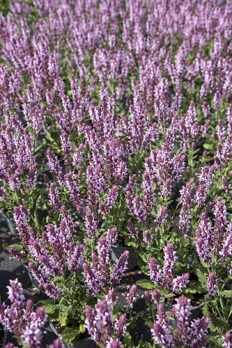 salvia-salute-light-pink_5.jpg