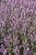 salvia-salute-light-pink_5.jpg