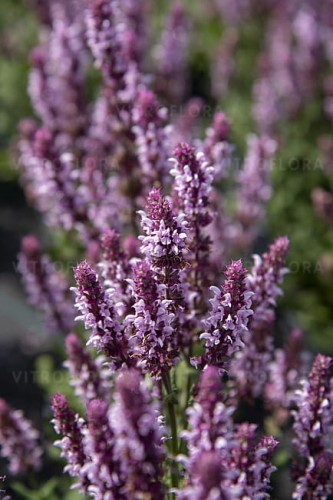 salvia-salute-light-pink_1.jpg