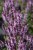 salvia-salute-light-pink_1.jpg