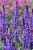 salvia-blue-field_3.jpg