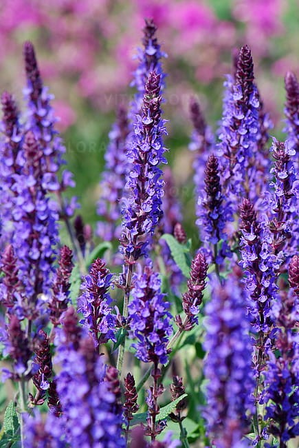 salvia-blue-field_3.jpg