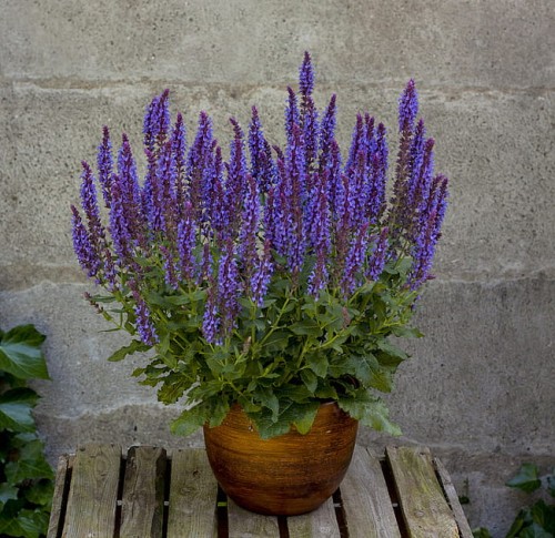 salvia-blue-field_4.jpg