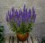 salvia-blue-field_4.jpg