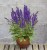 salvia-night-field_3.jpg