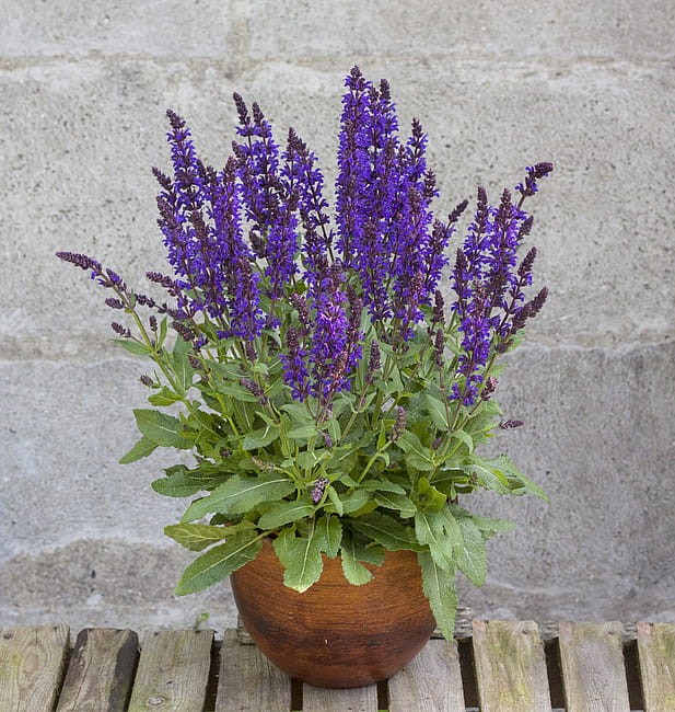 salvia-night-field_3.jpg