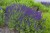 salvia-night-field_6.jpg