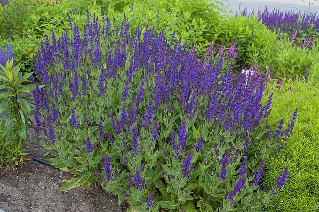salvia-night-field_6.jpg