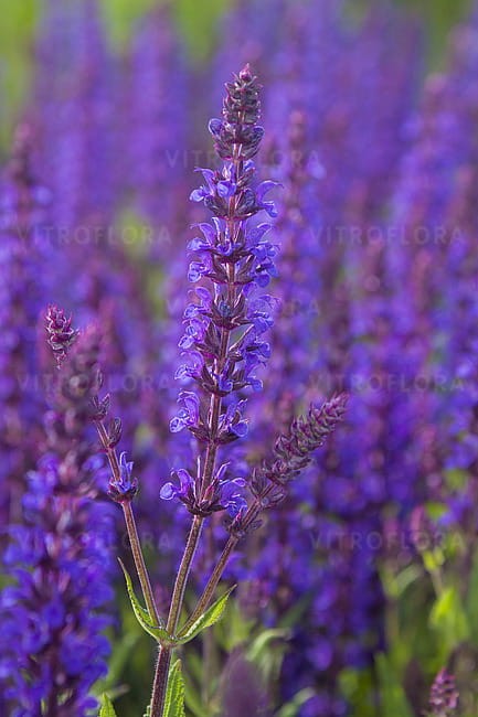 salvia-night-field_4.jpg