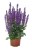 byliny-i-trawy_s-nemorosa_77336_2.jpg