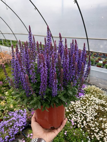 byliny-i-trawy_s-nemorosa_78287_4.jpg