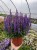 byliny-i-trawy_s-nemorosa_78287_4.jpg
