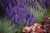 salvia-rianne_2.jpg