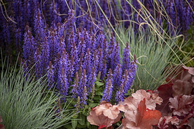 salvia-rianne_2.jpg