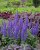 salvia-rianne_1.jpg