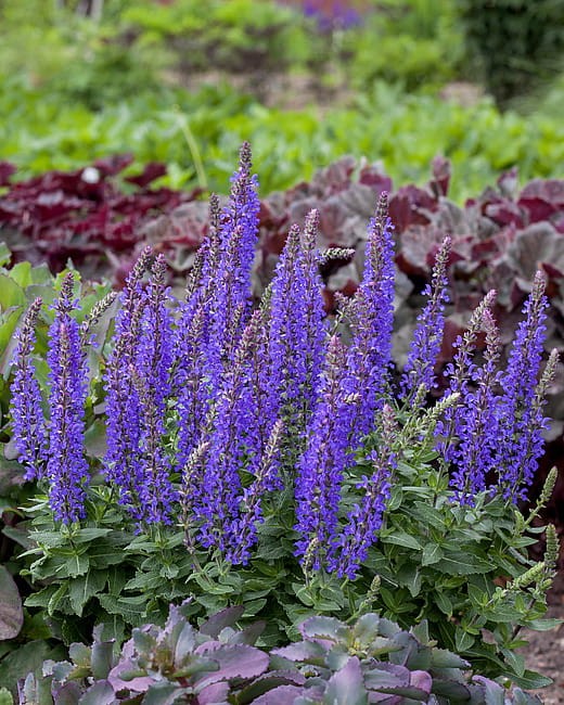 salvia-rianne_1.jpg