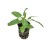 salvia-rianne_7.jpg