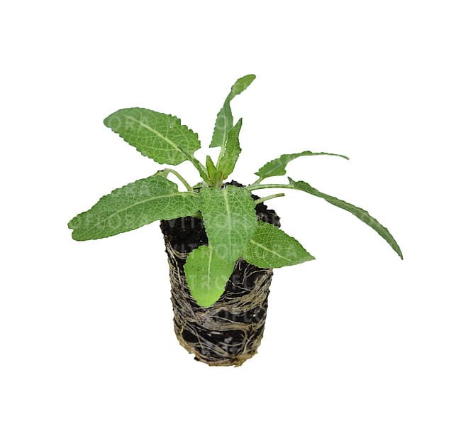 salvia-rianne_7.jpg