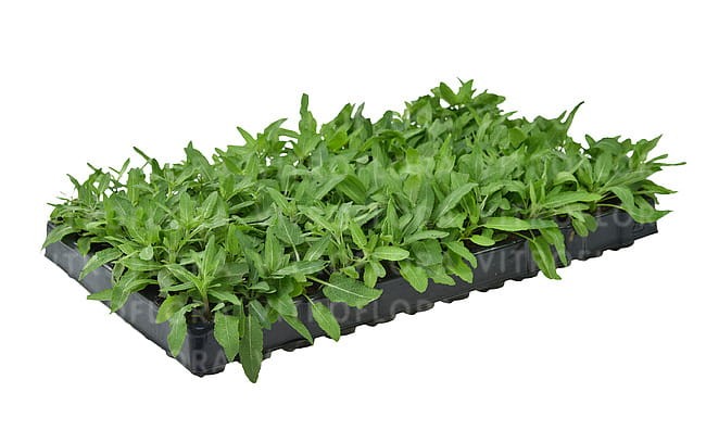 salvia-rianne_6.jpg