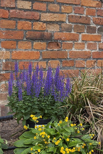 salvia-rianne_3.jpg