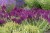 byliny-i-trawy_s-nemorosa_78213_11.jpg