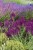 byliny-i-trawy_s-nemorosa_78213_10.jpg