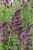 byliny-i-trawy_s-nemorosa_78213_13.jpg