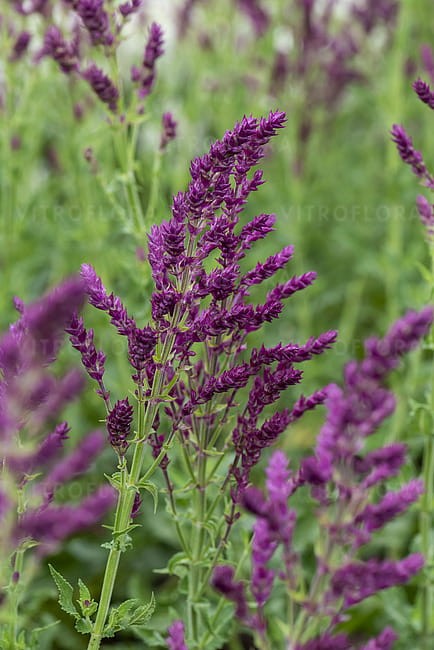 byliny-i-trawy_s-nemorosa_78213_13.jpg