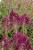 byliny-i-trawy_s-nemorosa_78213_8.jpg